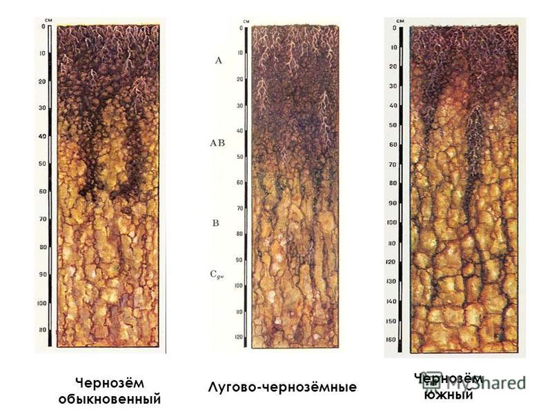 Почва на прозрачном фоне