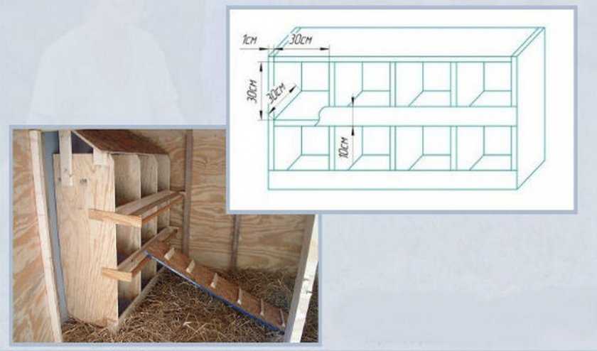Чертеж курятника на 20 кур с размерами