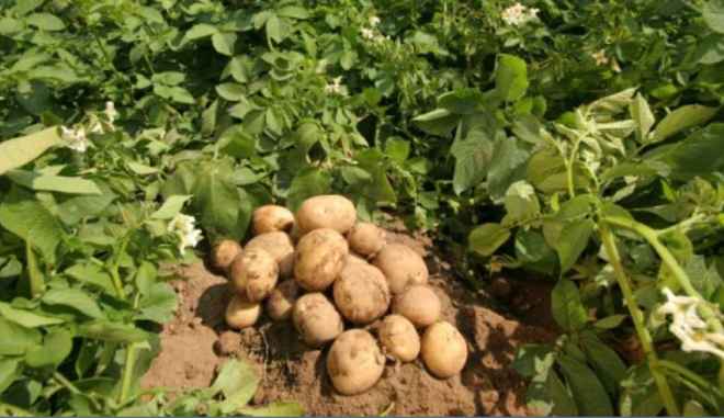Сорт картофеля Гусар