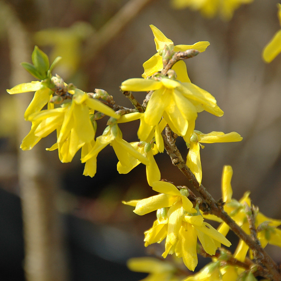 Кусты цветут желтыми цветами весной название. Форзиция Линвуд. Форзиция Lynwood. Форзиция интермедиа Линвуд. Форзиция промежуточная Lynwood.