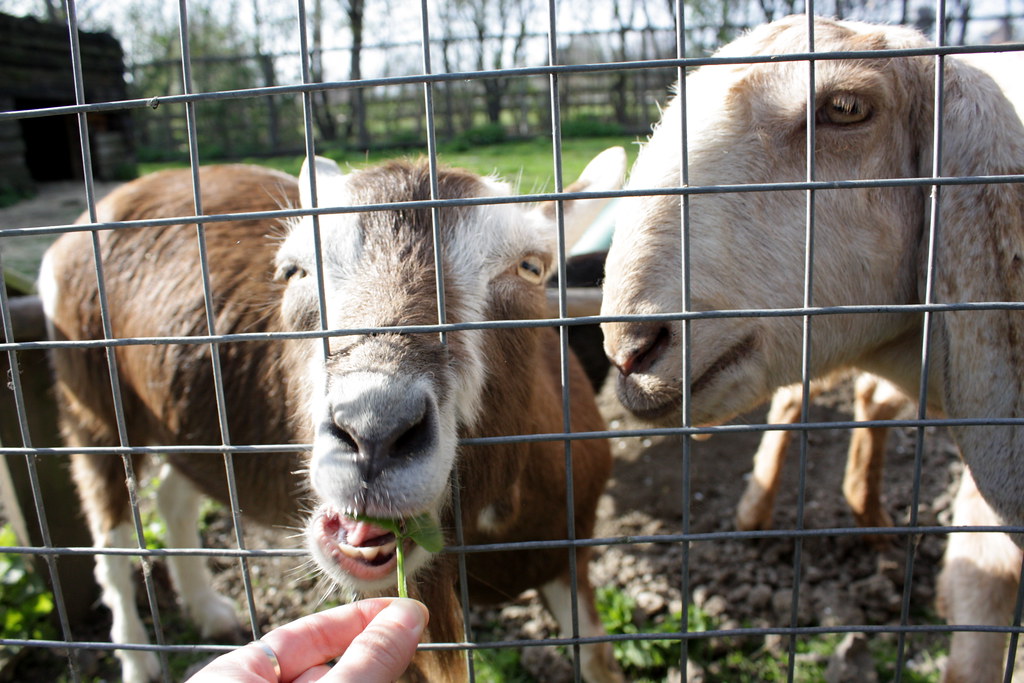 goats eating through fence