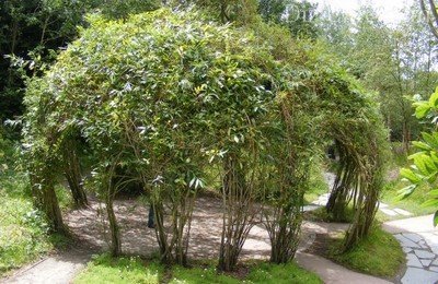 «Живая» беседка из плетистых роз «Живая» беседка из плетистых роз