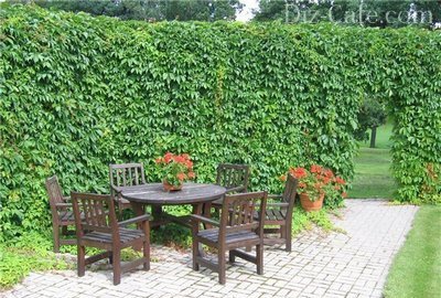 Забор увитый диким виноградом Забор увитый диким виноградом