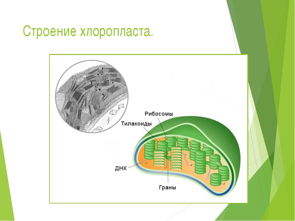 Хлоропласты в клетках листьев крупные. Схема хлоропласта с обозначениями и функции. Строение хлоропласта схема ЕГЭ биология. Строение граны в хлоропласте. Препарат строение хлоропласта.