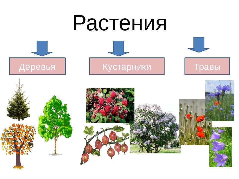 Кустарники окружающий. Деревья кустарники травы. Кустарники и травянистые растения. Деревья, ку, тарники, травы. Дерево кустарник травянистое растение.