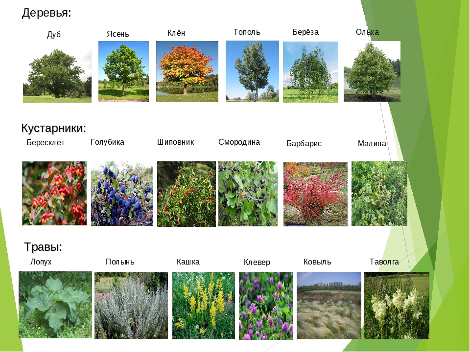 Название трав с картинками