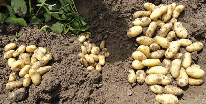 картофель леди клер урожайность