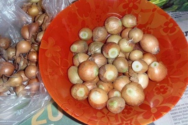 Подготовка лука к посадке