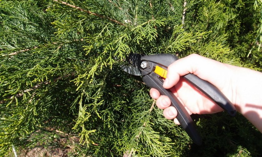 Обрезка туи осенью