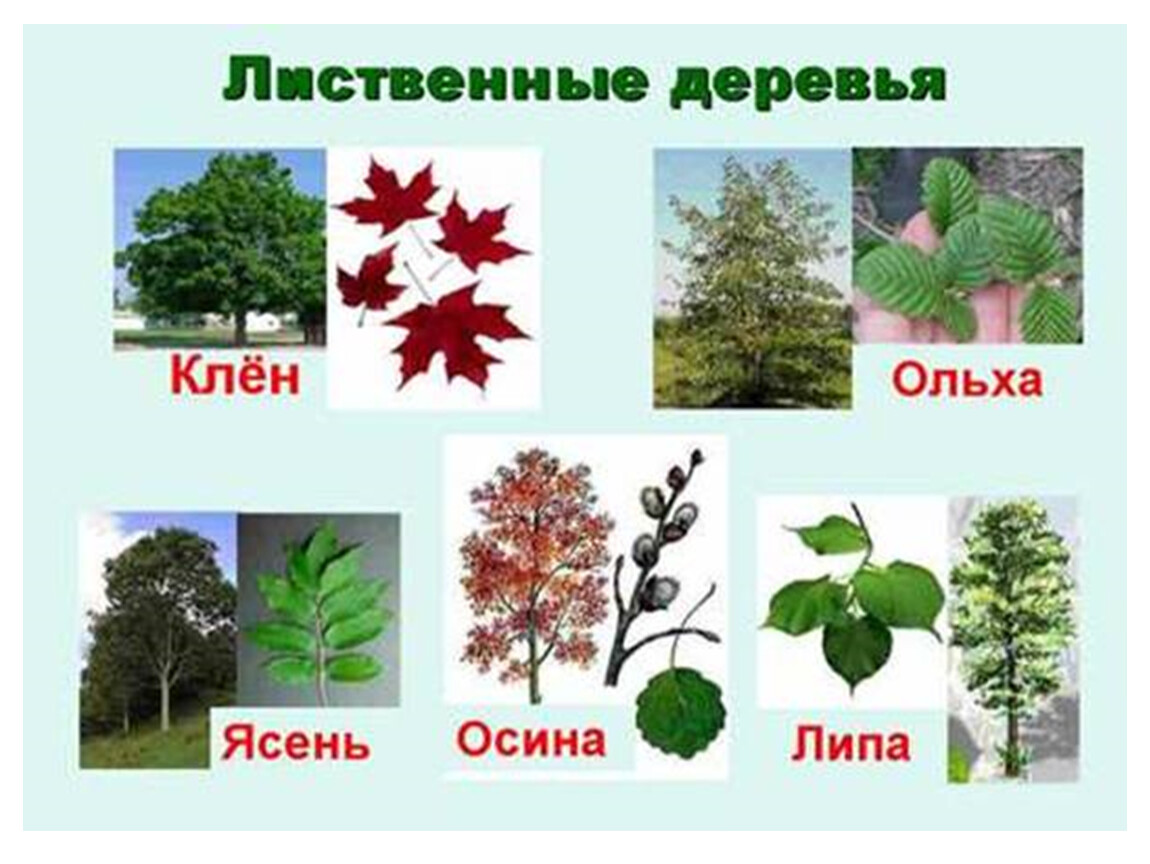 5 лиственных растений. Деревья названия. Лиственные деревья. Лиственные деревья названия. Название деревьев и кустарников.