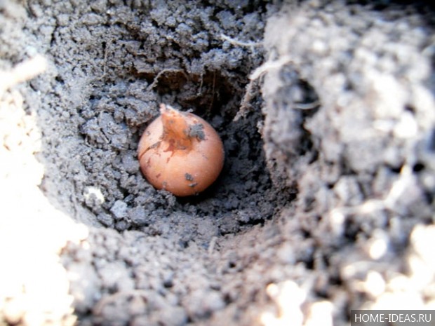 Что сажают под зиму на огороде?