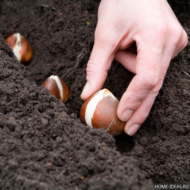 Что сажают под зиму на огороде?