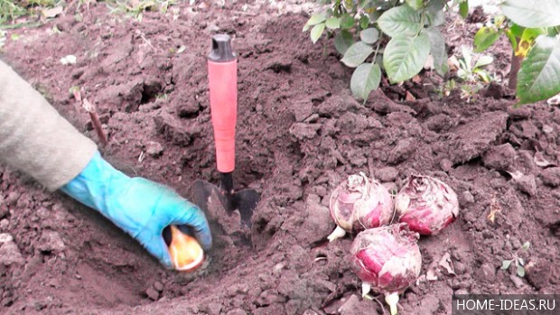 Что сажают под зиму на огороде?