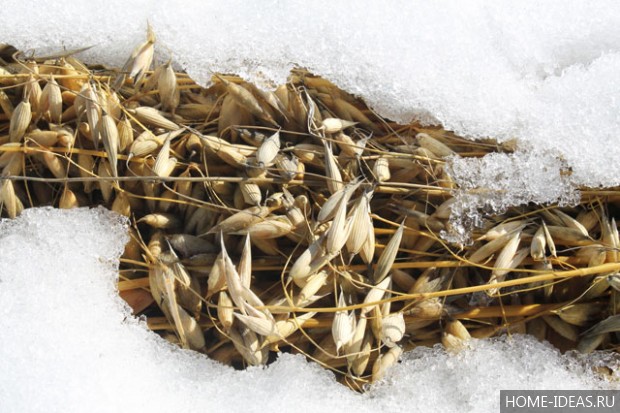 Что сажают под зиму на огороде?