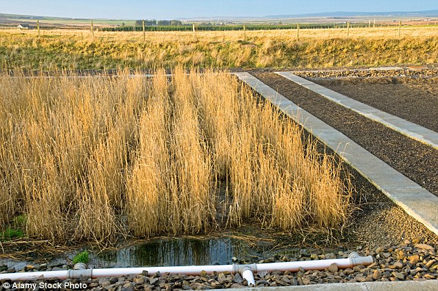 The common reed has the ability to transfer oxygen out through its roots if laid in a gravel bed