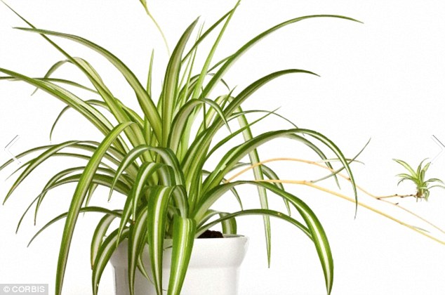 Plants reduce stress levels, improve mood and filter polluted air. Leigh Hunt, of the Royal Horticultural Society, said: ¿A spider plant (pictured) is a good choice, or even common English ivy