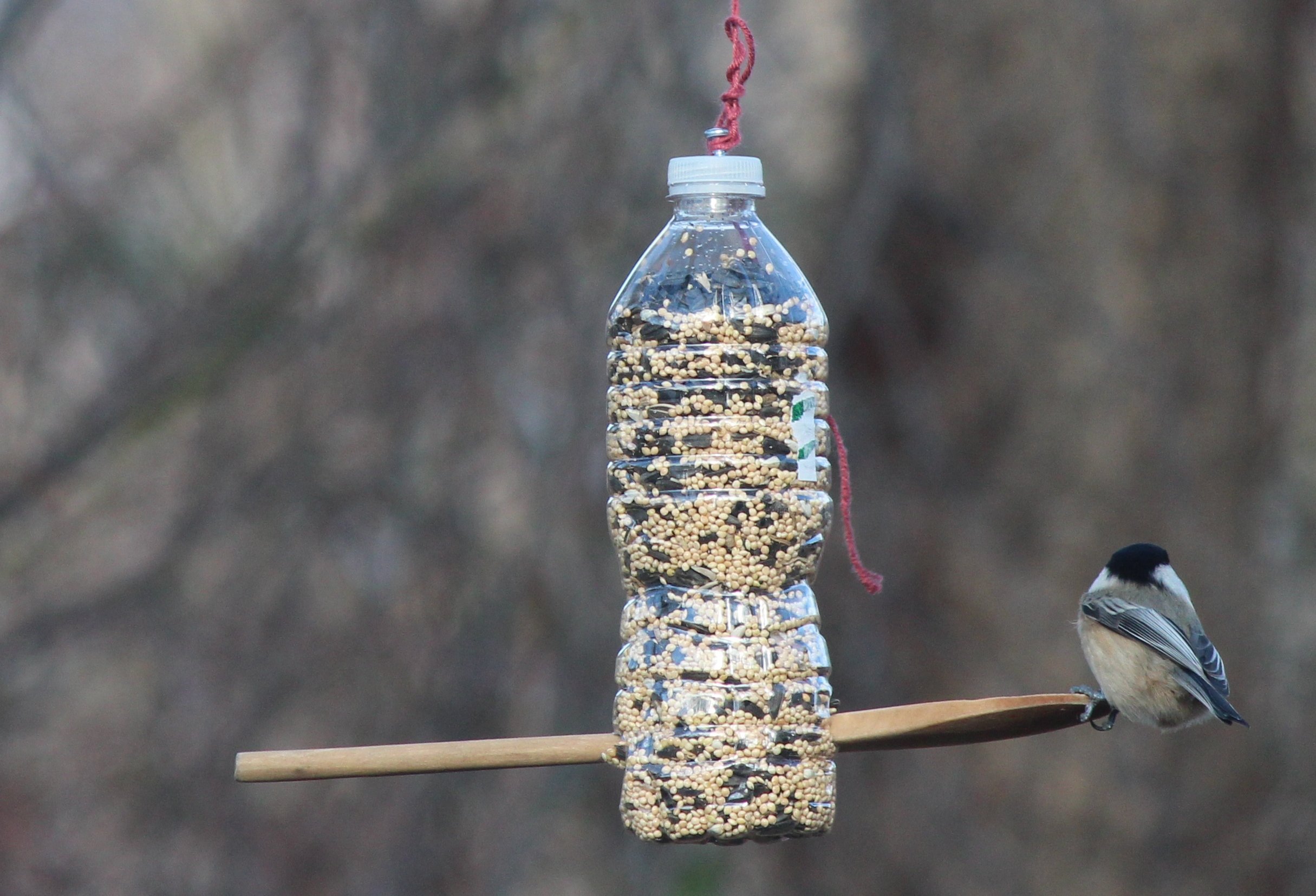 Кормушки своими руками для птиц из пластиковых бутылок своими руками фото