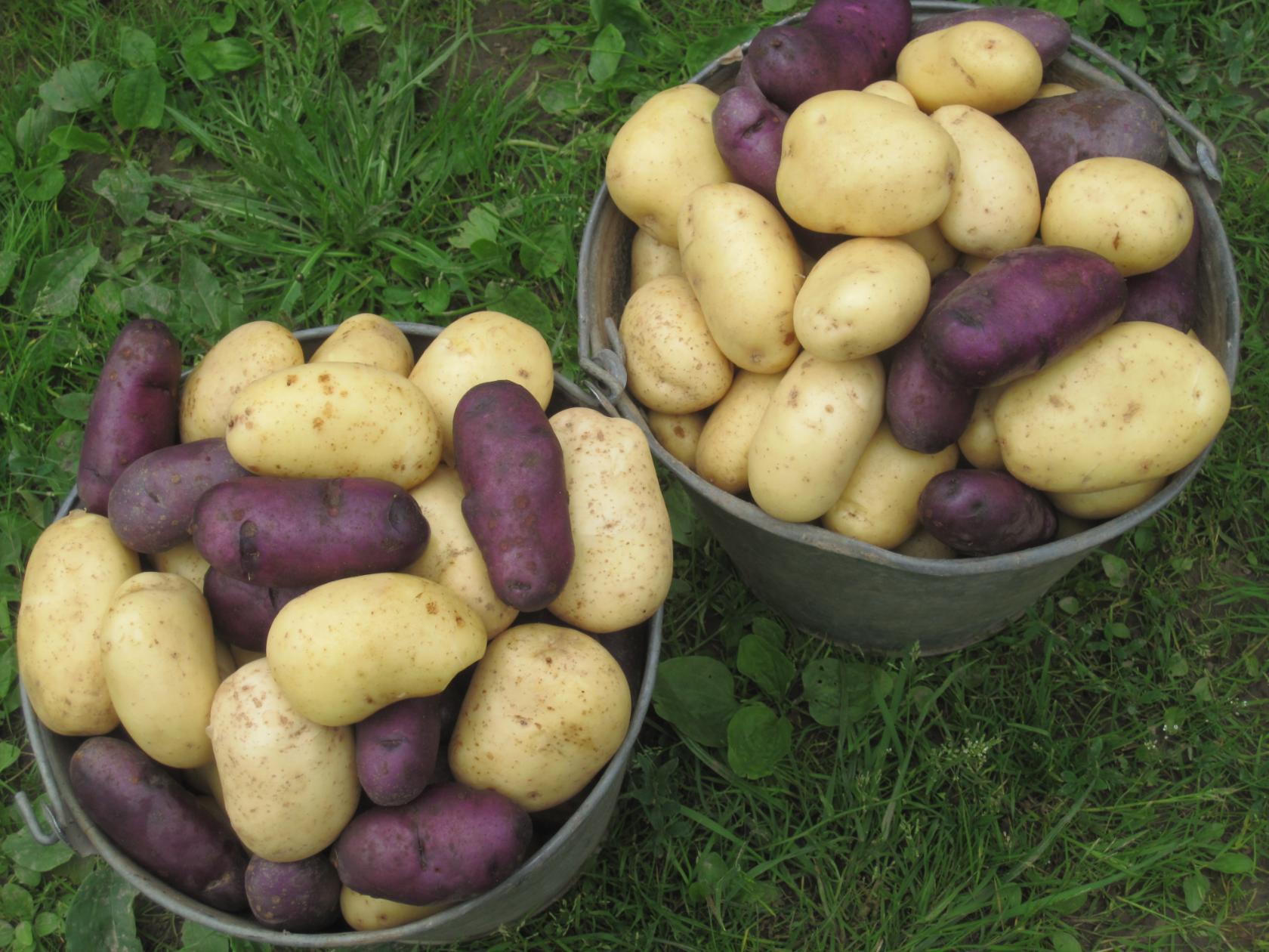 сорт картофеля никулинский фото
