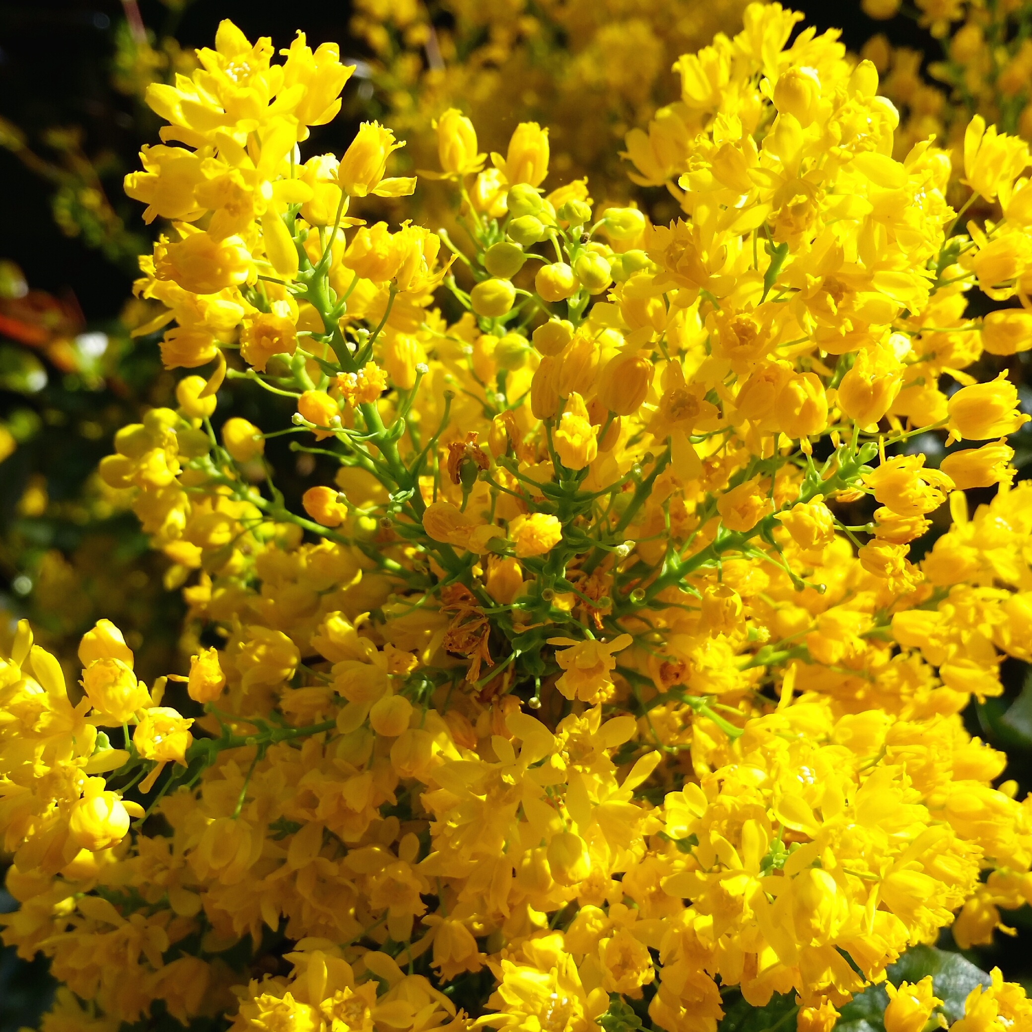 Желтый кустарник название цветущий весной фото. Магония и форзиция. Форзиция Голдзаубер.