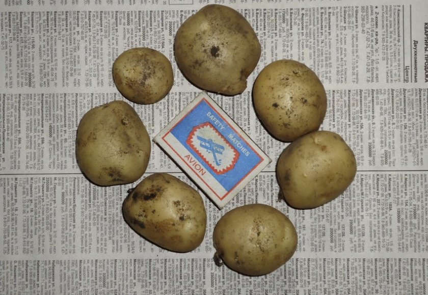 Сорта картофеля устойчивые к фитофторозу. Картофель устойчивый к фитофторе. Сорта картофеля устойчивые к фитофторе для средней полосы России. Устойчивые сорта картошки фитофтороз на картофеле. Фітофтороз картопл.
