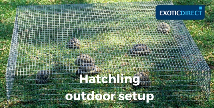 hatchhlings inside a hardware cloth frame