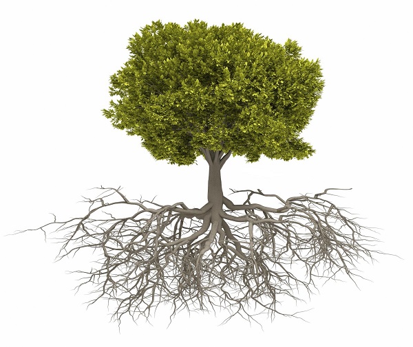 Размеры корневой системы взрослого дерева