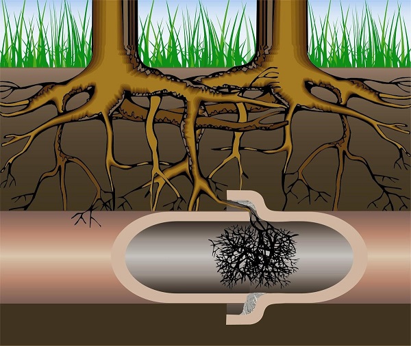 Тонкие корни могут разрастись в протекающих трубах и засорить их