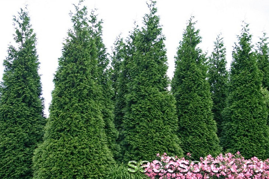 Туя японская или Стендиша (Thuja standishii)