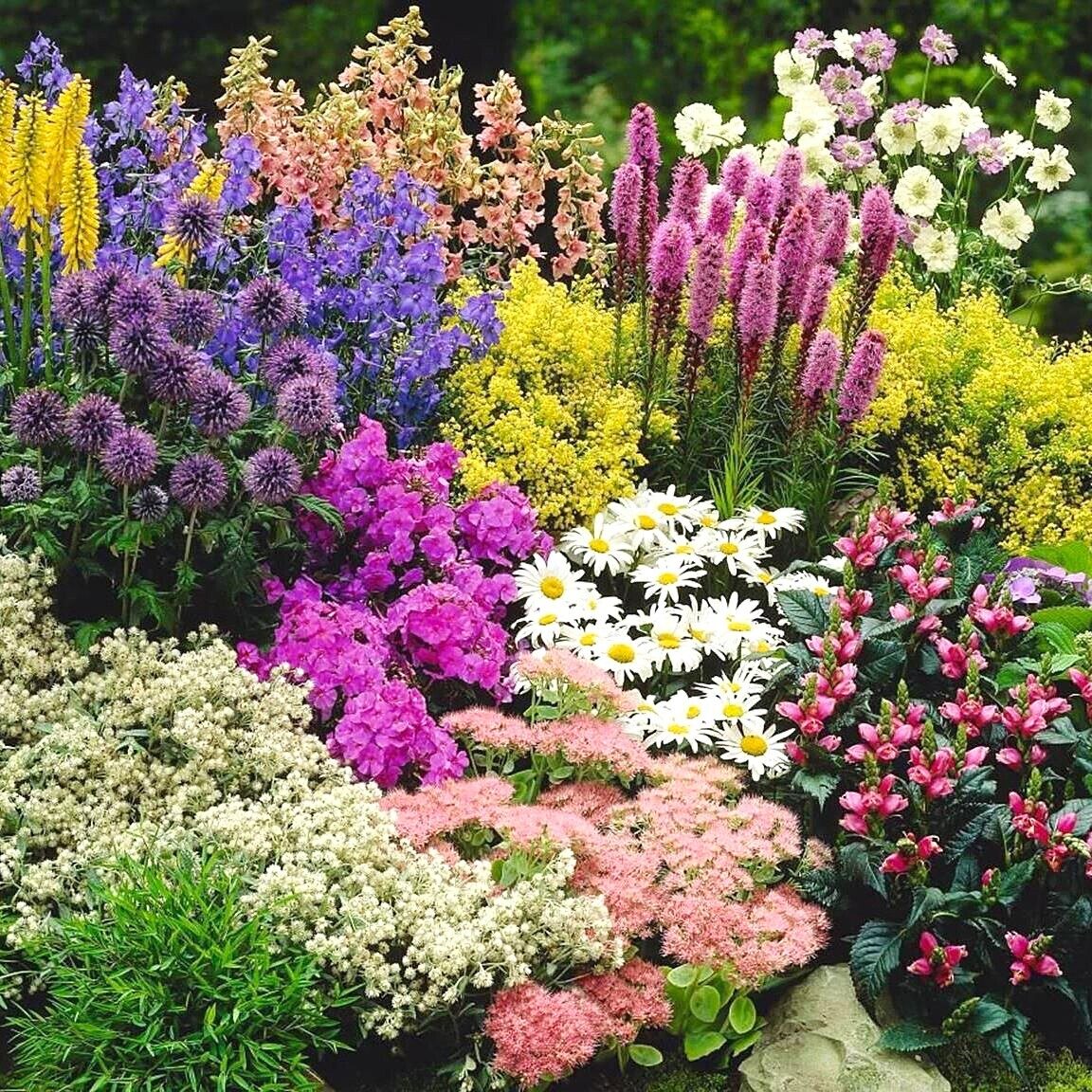Цветы многолетники для дачи неприхотливые долгоцветущие фото и названия для подмосковья