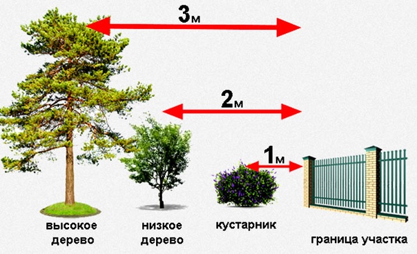 План посадки деревьев и кустарников на участке 10 соток