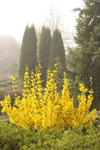 Весенний куст с желтыми цветами фото и названия