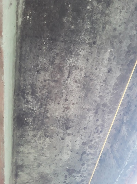 Обработка потолка от плесени: Защита потолка от грибка