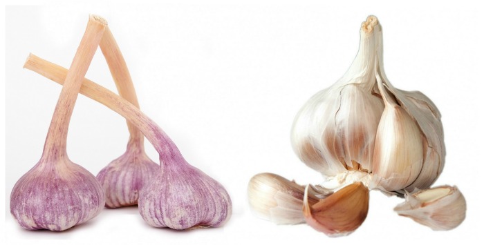 Softneck garlic generally more cloves than hardneck does
