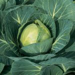 Types of Cabbage - Growing Cabbages All Year Round