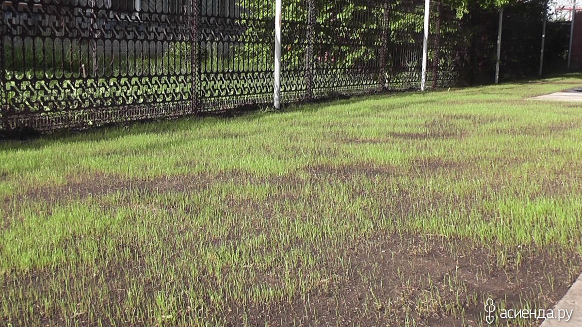 Когда лучше сеять газонную траву на даче: Газонная трава – когда сажать .